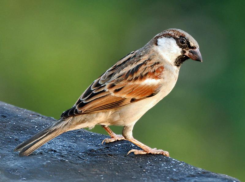 https://i.ibb.co/9WFsYRD/House-Sparrow-M-I-IMG-7881.jpg